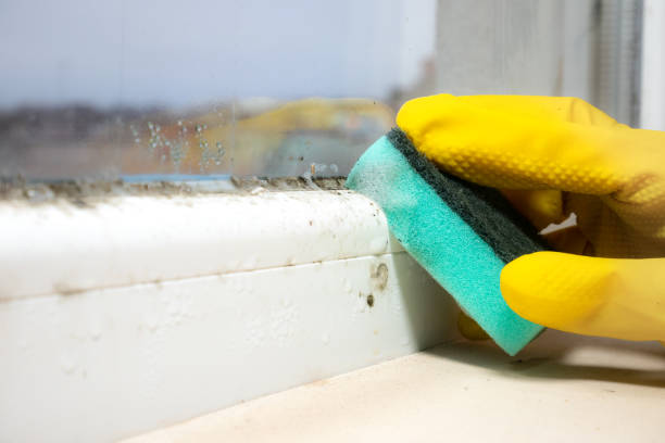 Best Commercial Mold Removal  in Beacon, NY