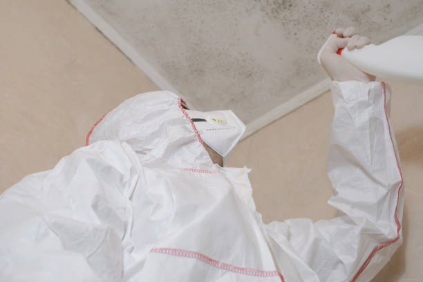 Best Attic Mold Removal  in Beacon, NY