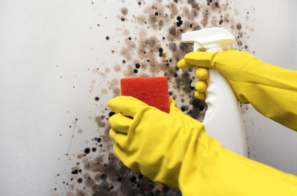 Professional Mold Removal in Beacon, NY